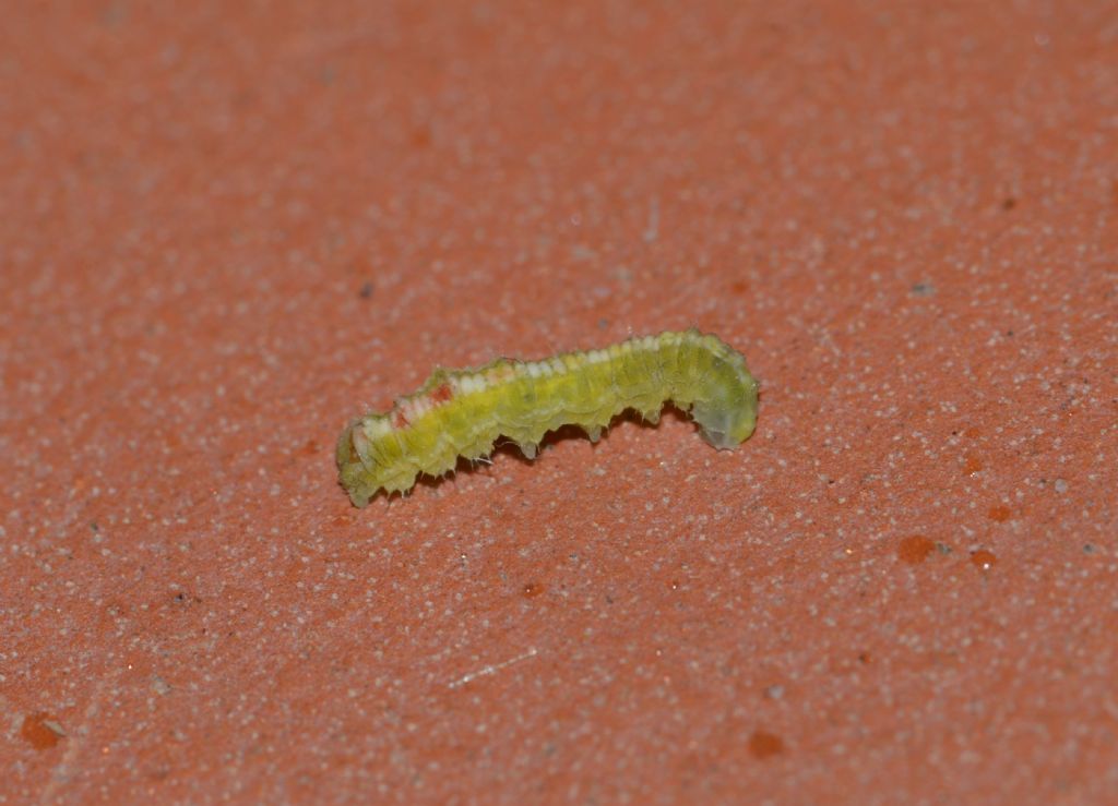 Larva di Surphidae da confermare